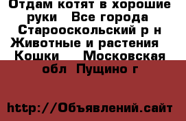 Отдам котят в хорошие руки - Все города, Старооскольский р-н Животные и растения » Кошки   . Московская обл.,Пущино г.